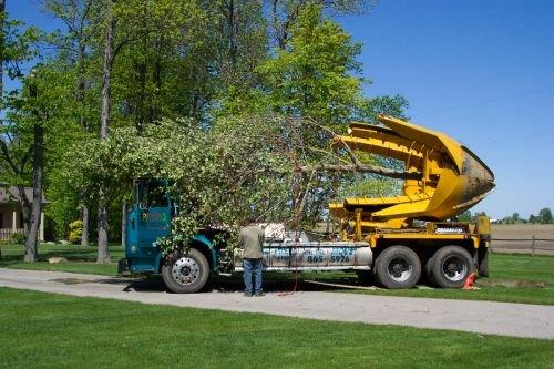 Big Trees On The Move