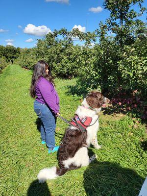 Samson assisting with apple picking