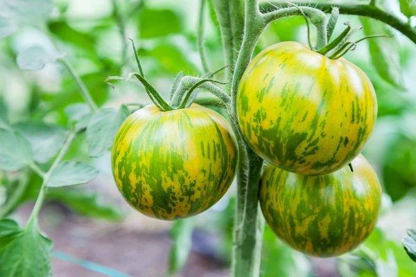 Green Zebra Tomato - Heirloom Seeds