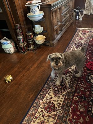 Teddy! Cutest schnauzer ever.