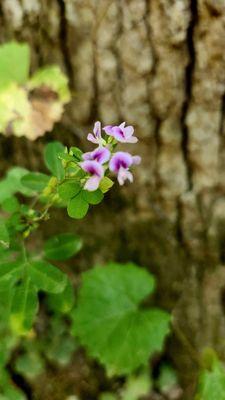 Wild flower