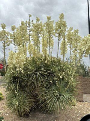 Blooms in front of