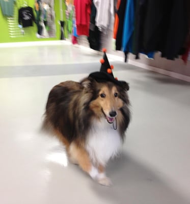 Our greeter, Prince Cornelius (Cory for short), in his Halloween outfit!