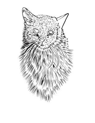 Cat sketch