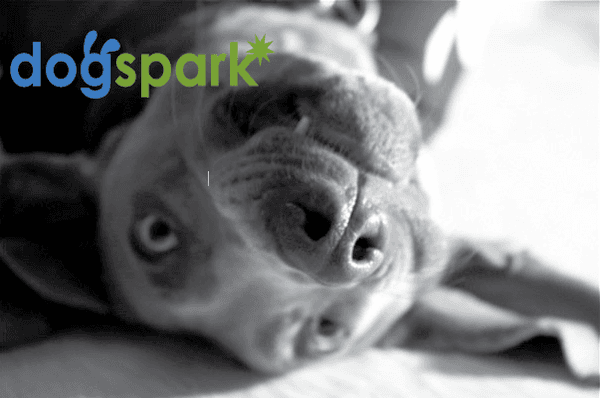 DogSpark