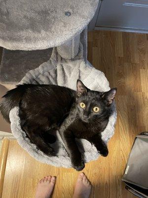 Shadow on her cat tree