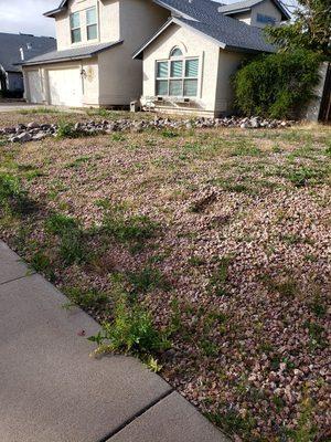 Got weeds??? Give us a call.

Before