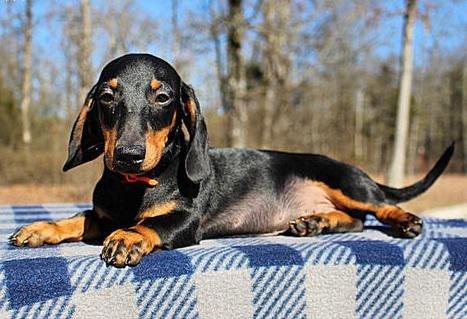 FairWay Dachshund Puppies