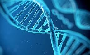 Non Invasive Prenatal DNA Paternity Test - $1295