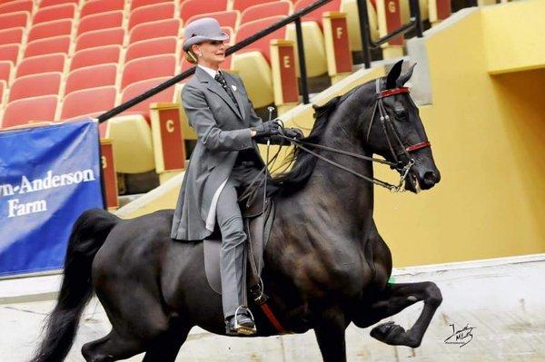 Horse show fun!