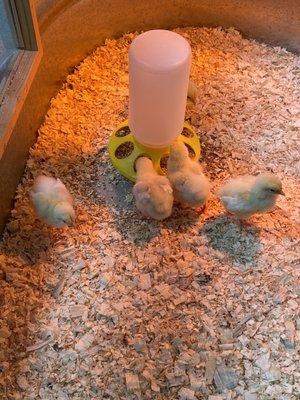 Baby chicks!