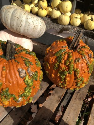 Beautiful pumpkins. Don't miss the hot cider