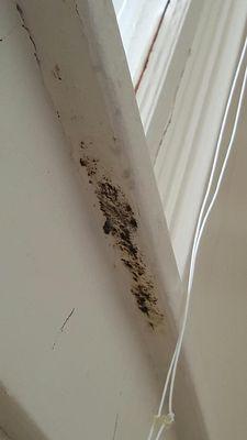 Does this look like black mold to you?