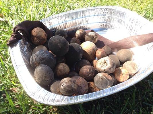 This park is a great place to gather oak balls...yup, I asked the same question. There are used to make ink.