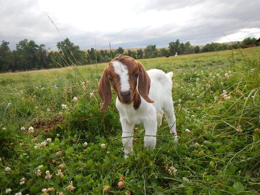 Boer goat kid on Shiloh Valley Family Farm's green pastures.