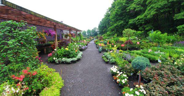 Hundreds of perennials, shrubs, and trees available at our location!