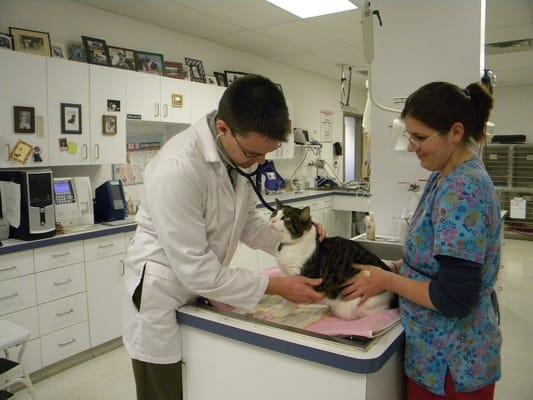 Dr. Chris Ed examines one of his feline friends.