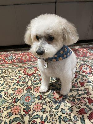 Mini Poodle (10yrs) a few hours and a run later! (bandana is backwards from him rolling around, but still so cute!)