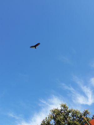 Wild vulture checking out the show.