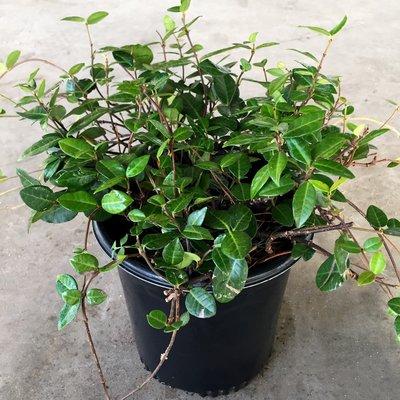 1 gal Asiatic Jasmine