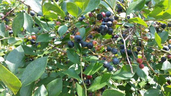 The Blueberry Farm