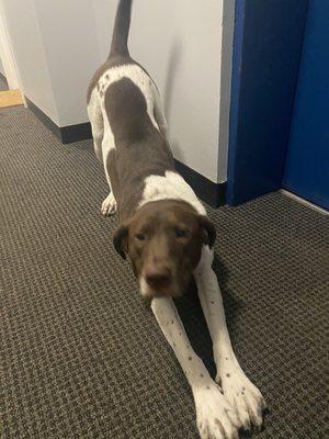 Daily yoga for the dogs? When the instructor is not napping he may get around to it.