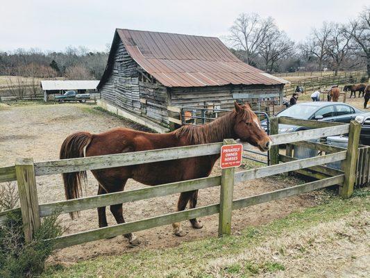 Private owned horses boarded here too