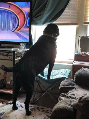 Bojangles watching for his dad