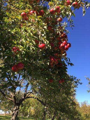 Applecrest Orchards