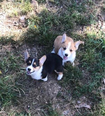 Welsh Corgie puppies. Text: (915) 308-7209