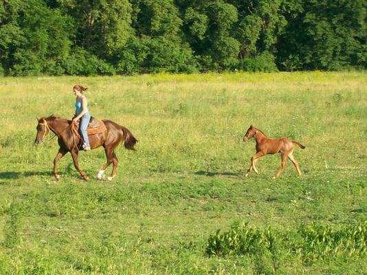 Double H Horse Farm