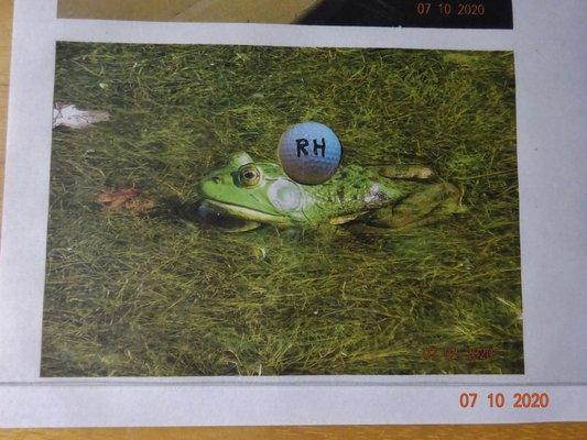 Good save Mr Frog!