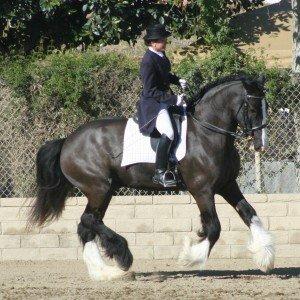 Shire Horses and Shire Sport Horses are versatile in many disciplines