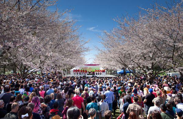 Taiko and Dance Performance, Subaru Cherry Blossom Festival