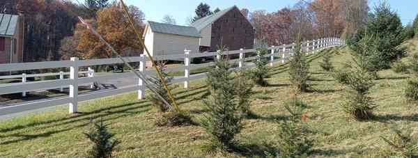 Horse Fence