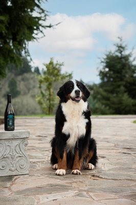 Bella the wine dog!