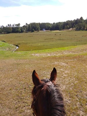 Trails are a 5 min walk on horse from our place! No trailering your horse!