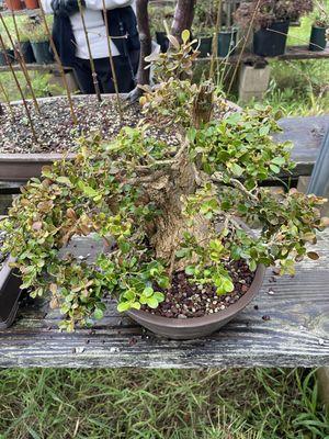 A Boxwood...