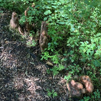 Pine Hollow Arboretum, Slingerlands