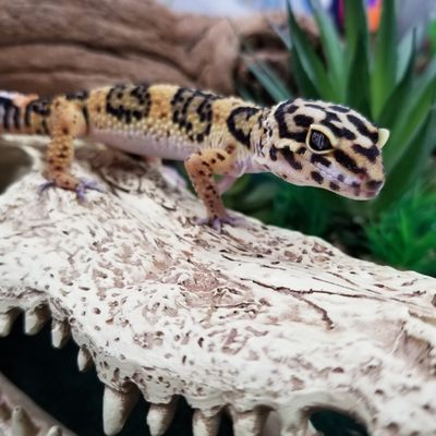 Leopard Gecko