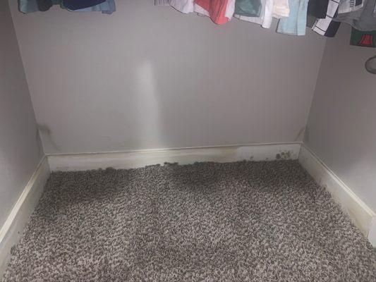 Closet has soaked carpet and a lot of mold