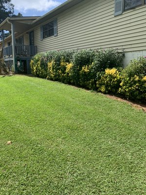 Freshly trimmed bushes