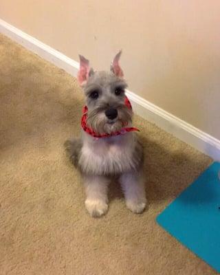 Rocky looking like a stud... Thanks to Clean as a Whisker. Thank you!! #miniatureschnauzer