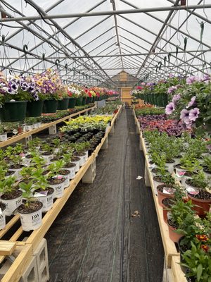 Hanging annual baskets perennials and herbs