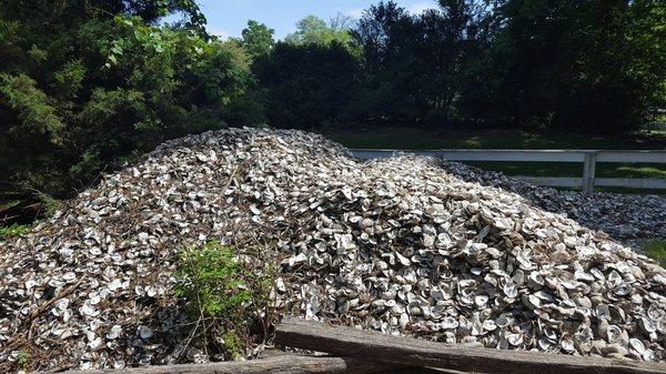 This huge pile of oyster shells get burned on an as needed basis to create lime which is used in mortar and plaster.