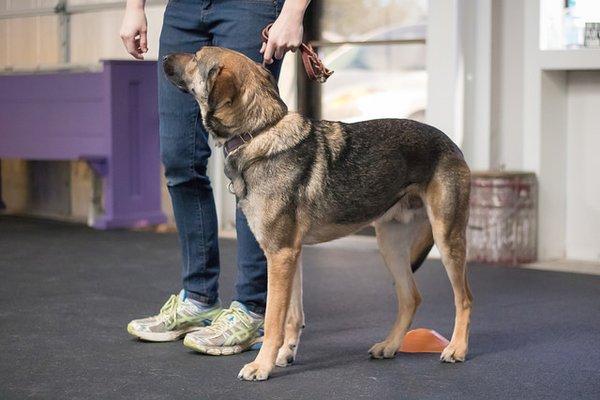 Hawke demonstrating loose leash walking