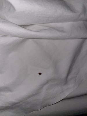 Bed bug I get bit twice in a hour