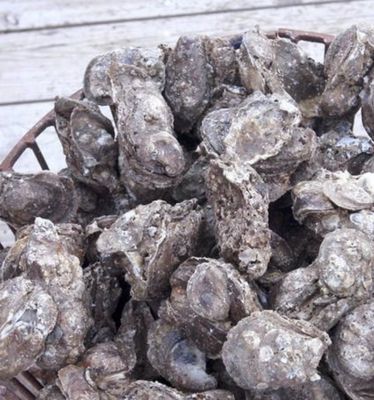 Stump Sound NC Inshell Oysters