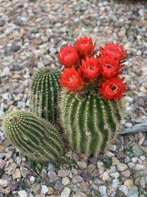 Cactus from Treeland