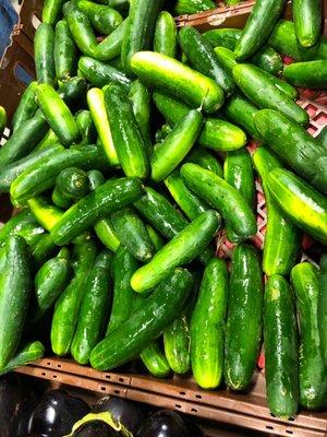 Loads of Cukes...